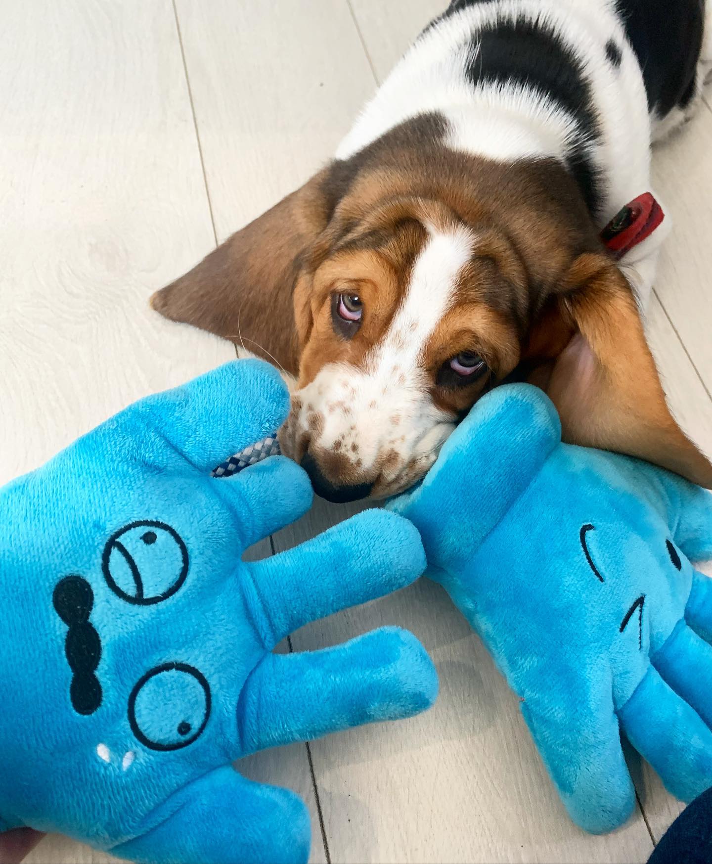 Cachorro Basset Hound